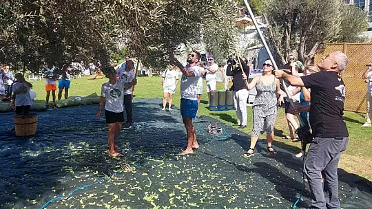 TURİSTLER TATİLİ BIRAKIP ZEYTİN TOPLADI