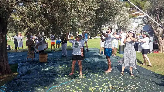 TURİSTLER TATİLİ BIRAKIP ZEYTİN TOPLADI