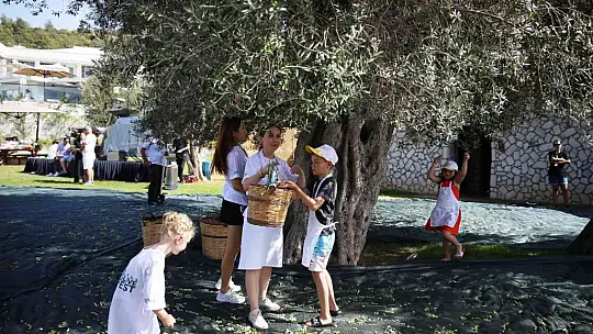 TURİSTLER TATİLİ BIRAKIP ZEYTİN TOPLADI