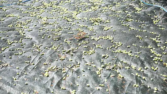 TURİSTLER TATİLİ BIRAKIP ZEYTİN TOPLADI