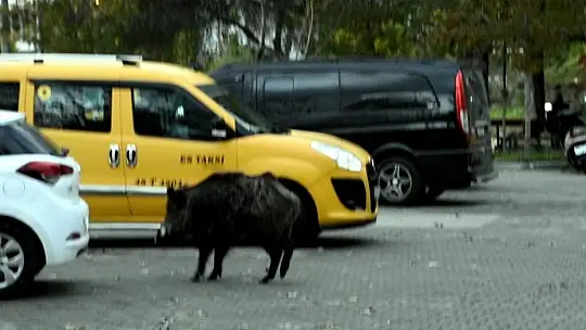 Turizm beldeleri domuzlara kaldı