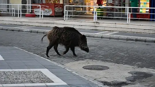 Turizm beldeleri domuzlara kaldı