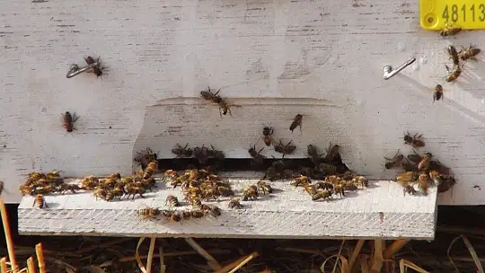 Türkiye Arı Yetiştiricileri Merkez Birliği Başkanı Ziya Şahin: 'Acil eylem planı hazırlanmalı'