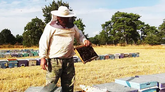 Türkiye Arı Yetiştiricileri Merkez Birliği Başkanı Ziya Şahin: 'Acil eylem planı hazırlanmalı'