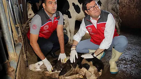 Türkiye'ye örnek proje 'Buzağım Doğdu' ihbar hattı