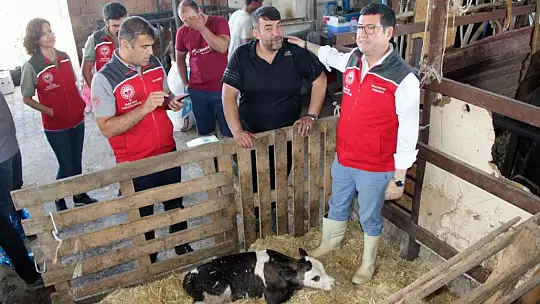 Türkiye'ye örnek proje 'Buzağım Doğdu' ihbar hattı