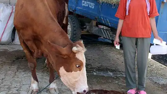 Türkiye'ye örnek proje 'Buzağım Doğdu' ihbar hattı