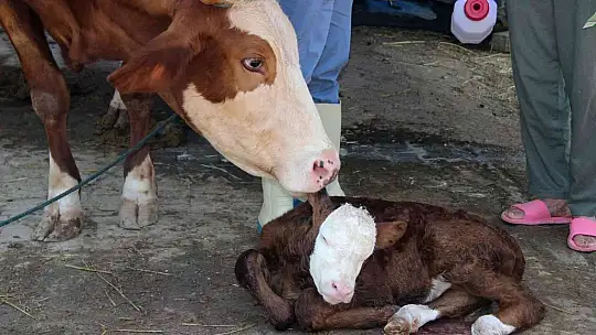 Türkiye'ye örnek proje 'Buzağım Doğdu' ihbar hattı