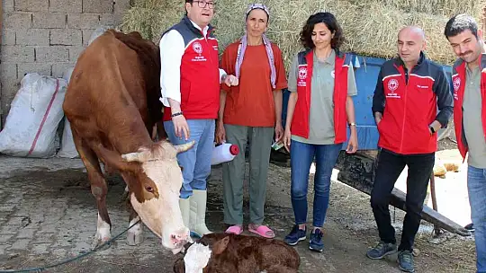 Türkiye'ye örnek proje 'Buzağım Doğdu' ihbar hattı
