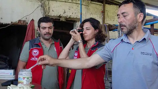 Türkiye'ye örnek proje 'Buzağım Doğdu' ihbar hattı