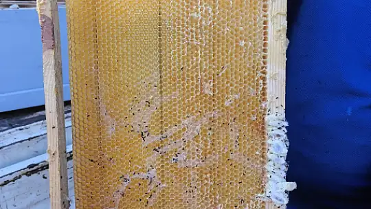 'Temiz Petek Projesi' Türkiye'de ilk ve tek