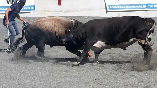 Ula arenasında ilk boğa güreşi