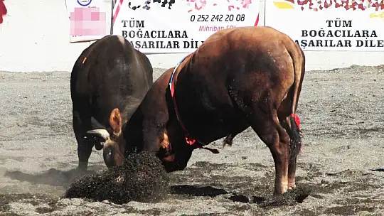 Ula arenasında ilk boğa güreşi