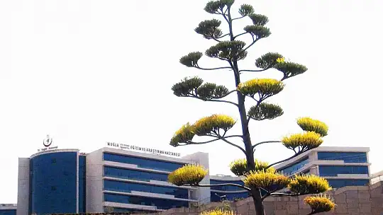 Unesco Dünya kültür mirası listesinde