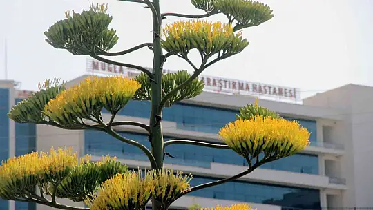 Unesco Dünya kültür mirası listesinde