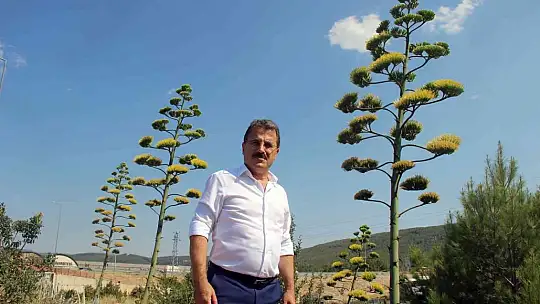 Unesco Dünya kültür mirası listesinde