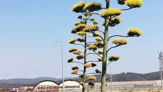 Unesco Dünya kültür mirası listesinde