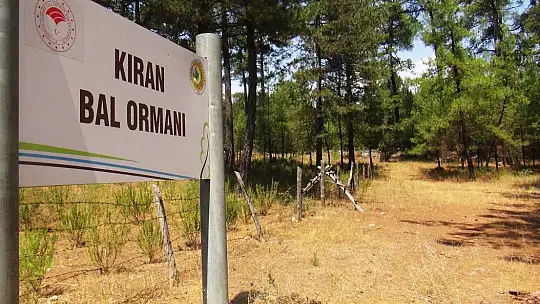 Üreticiler arıların ölmemesi için mücadele veriyor