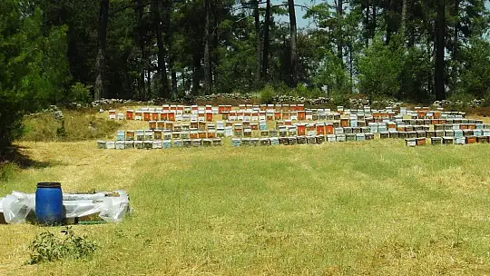 Üreticiler arıların ölmemesi için mücadele veriyor