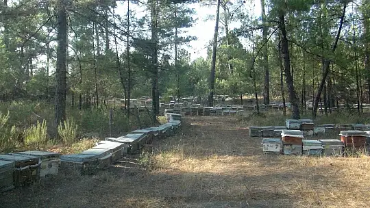 Üreticiler arıların ölmemesi için mücadele veriyor