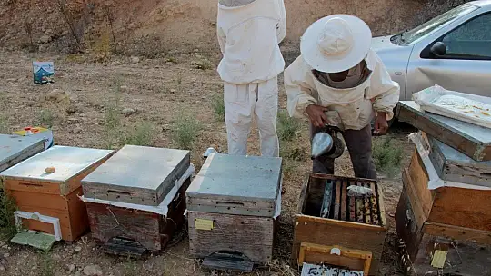 Üreticiler arıların ölmemesi için mücadele veriyor