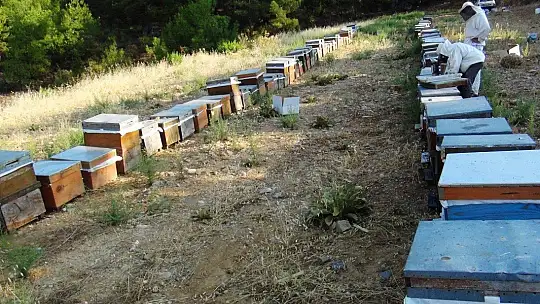 Üreticiler arıların ölmemesi için mücadele veriyor