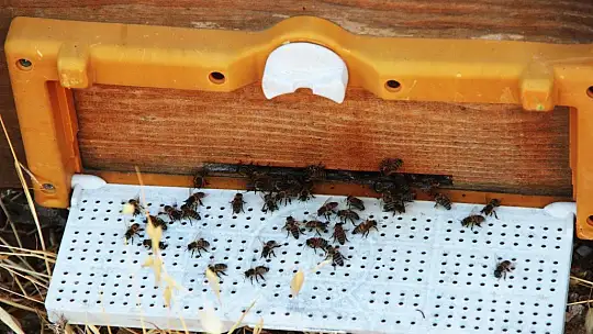 Üreticiler arıların ölmemesi için mücadele veriyor