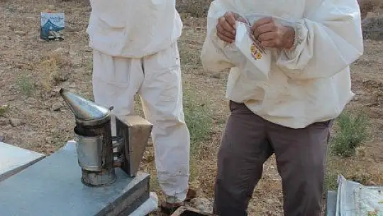 Üreticiler arıların ölmemesi için mücadele veriyor