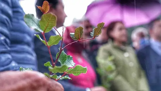 Üreticilere 20 bin adet keçiboynuzu fidanı dağıtıldı