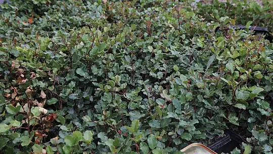 Üreticilere 20 bin adet keçiboynuzu fidanı dağıtıldı