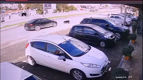 Vicdansız sürücü, köpeği ezip yoluna devam etti