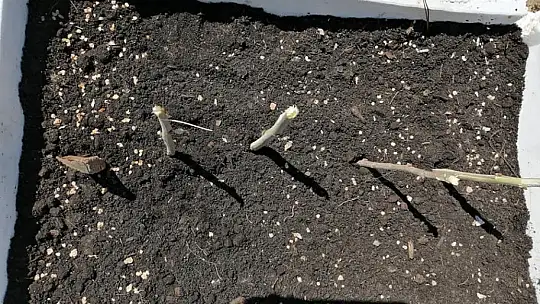 Kıvrak, Ata tohumlarımızın yayılmasını hedefliyorum