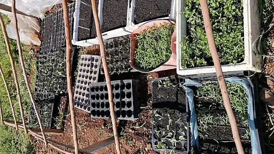 Kıvrak, Ata tohumlarımızın yayılmasını hedefliyorum