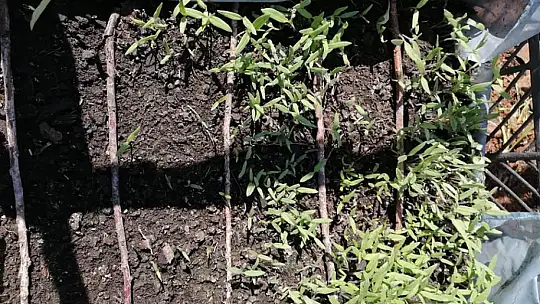 Kıvrak, Ata tohumlarımızın yayılmasını hedefliyorum