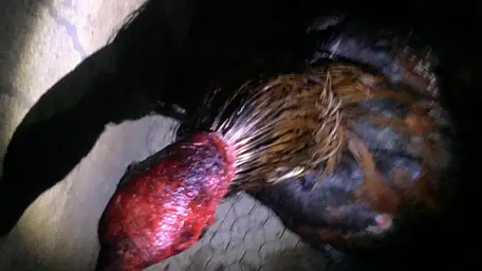 Koronavirüsü hiçe saydılar