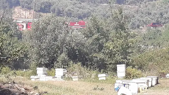 5 dönüm zeytinlik alan yandı