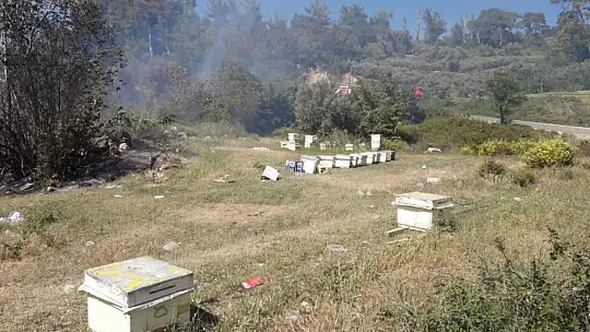 5 dönüm zeytinlik alan yandı