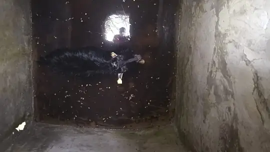 6 metrelik kuyuya düşen keçiyi itfaiye kurtardı