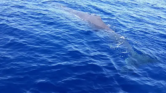 Balinalar Fethiye'den vazgeçemiyor