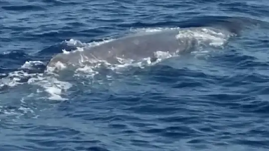 Balinalar Fethiye'den vazgeçemiyor