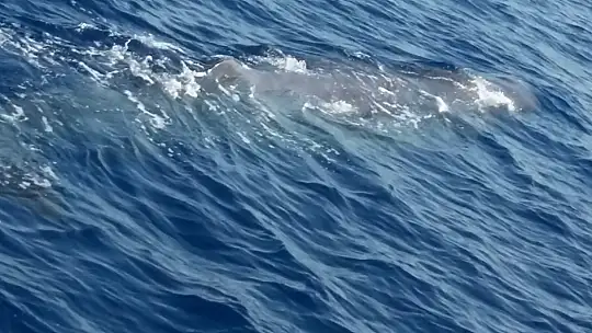 Balinalar Fethiye'den vazgeçemiyor