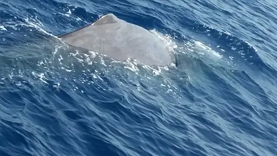 Balinalar Fethiye'den vazgeçemiyor