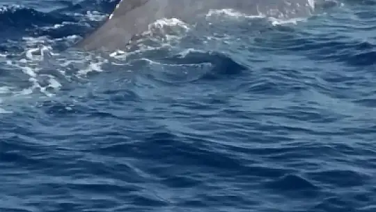 Balinalar Fethiye'den vazgeçemiyor