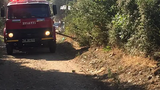 Yangında 30 adet zeytin ağacı zarar gördü