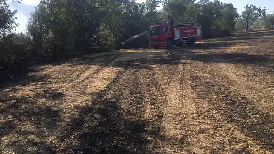 Yangında 30 adet zeytin ağacı zarar gördü