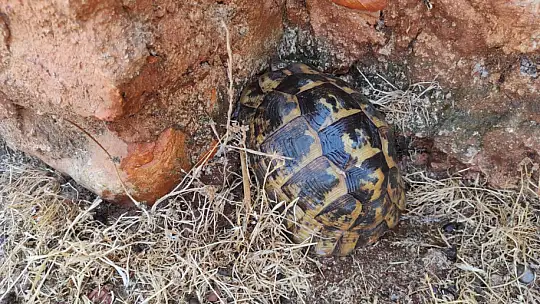 Seydikemer'deki yangınlar kontrol altına alındı