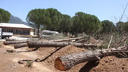 Bir yanda orman yangını bir yanda ağaç katliamı