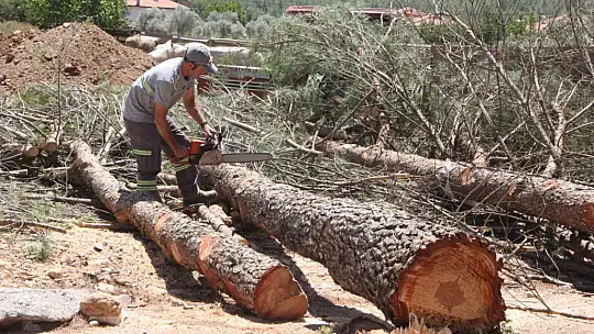 Bir yanda orman yangını bir yanda ağaç katliamı