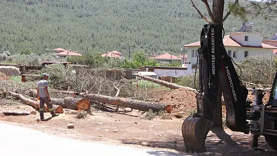 Bir yanda orman yangını bir yanda ağaç katliamı