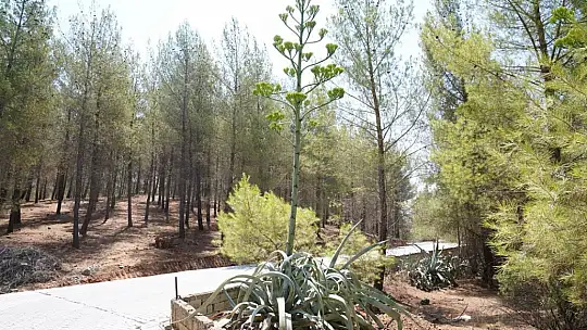 Sabır otu Seydikemer'de çiçeklendi